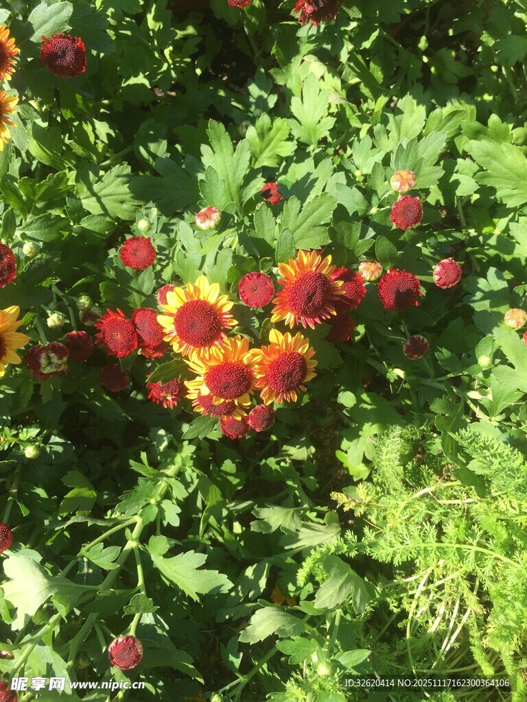 鲜艳花丛中的多彩花朵