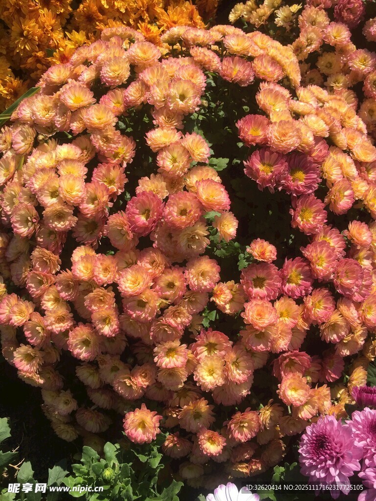 多彩菊花绽放