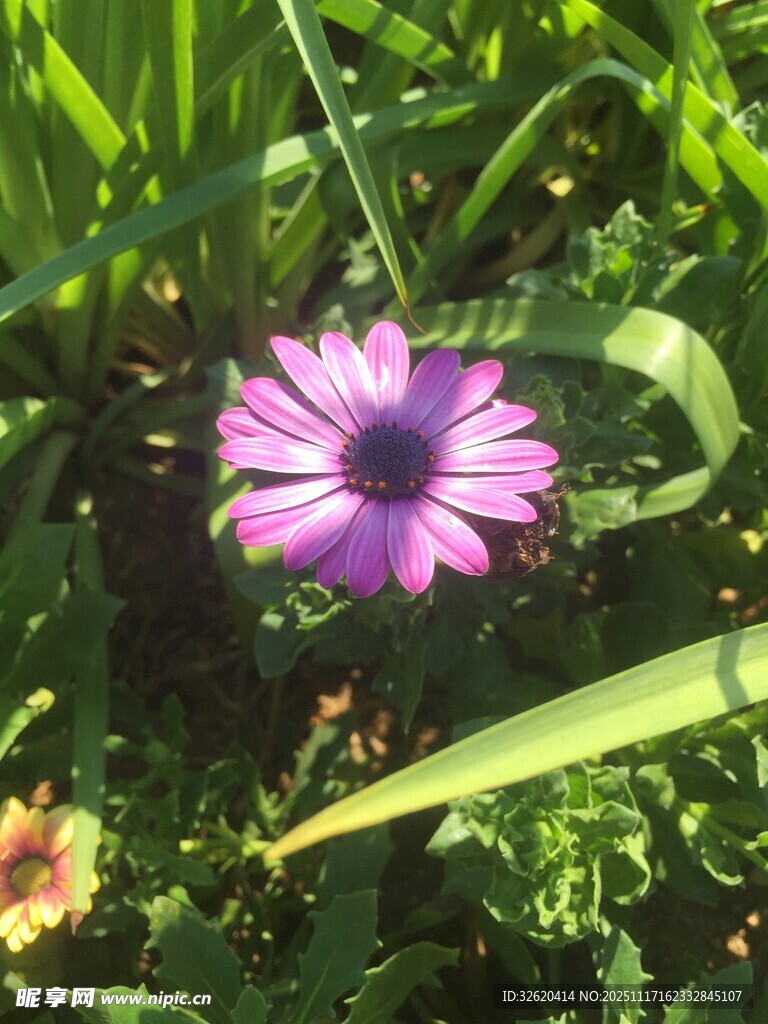 阳光下的紫色雏菊