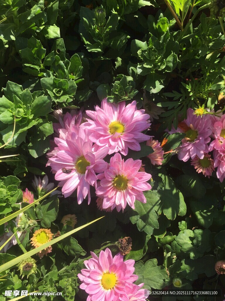 娇艳粉色菊花绽放绿叶间