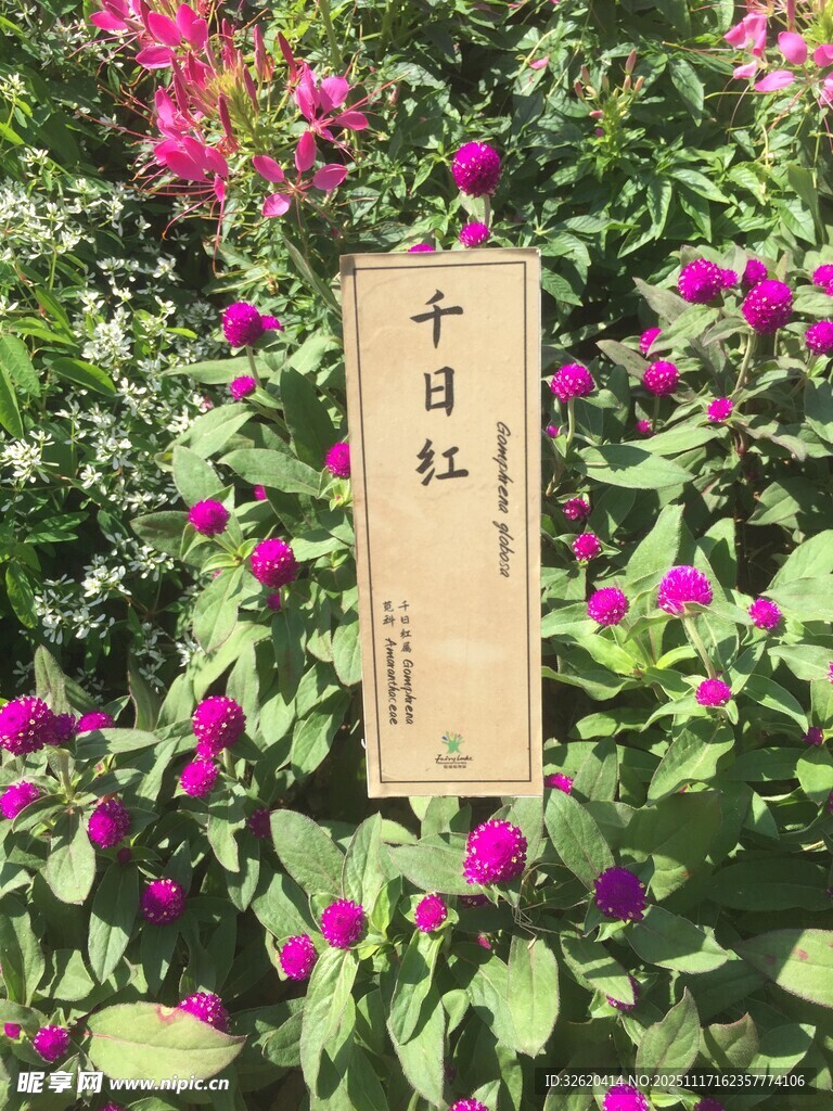 千日红