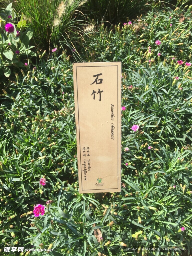 石竹植物