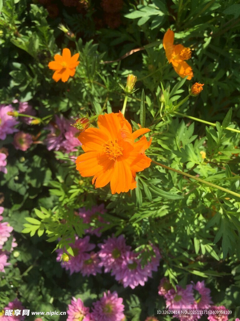 多彩花卉绽放生机