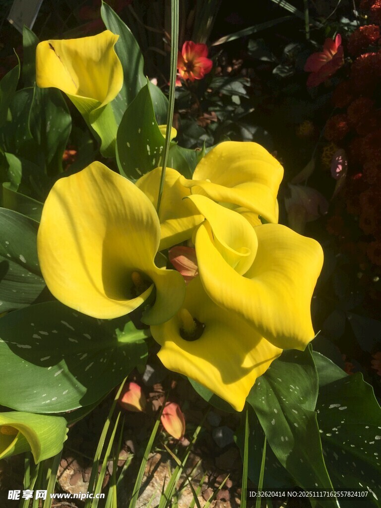 黄色马蹄莲绽放
