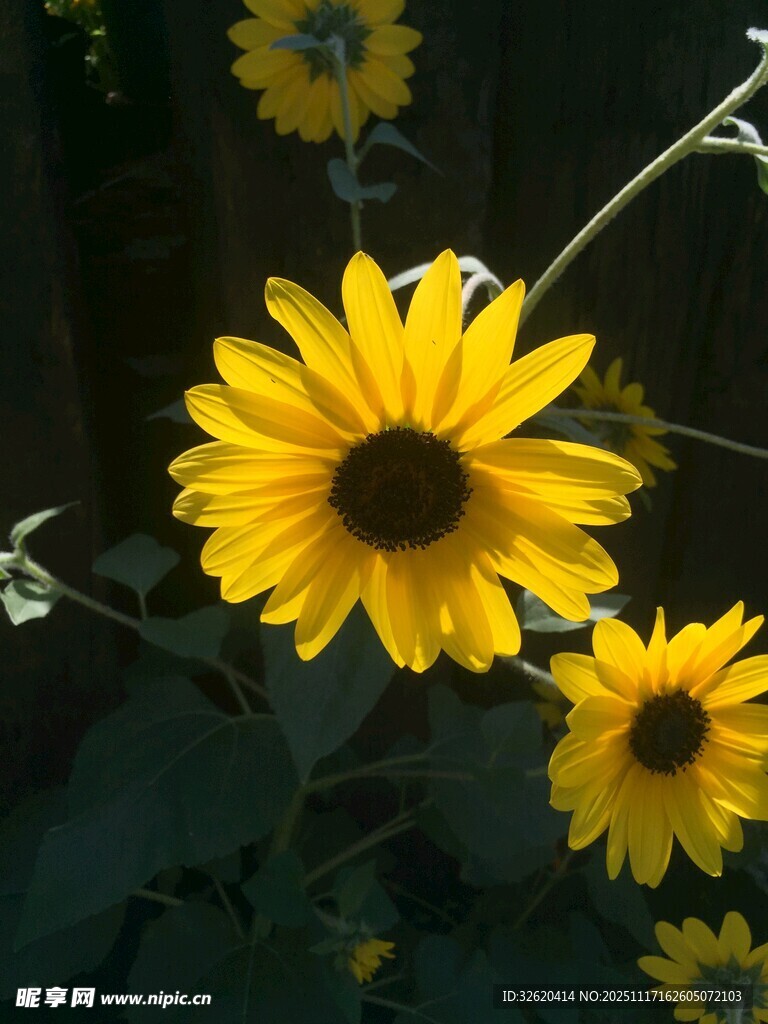 绽放的黄色黑心菊