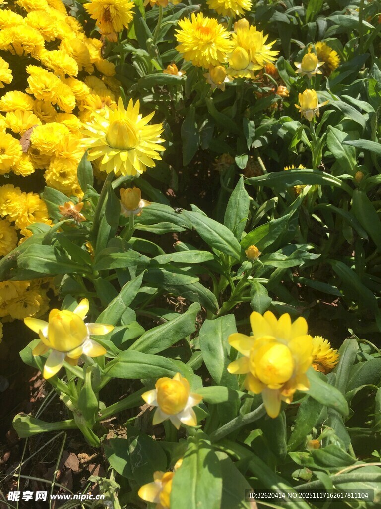 金黄灿烂的美丽花卉