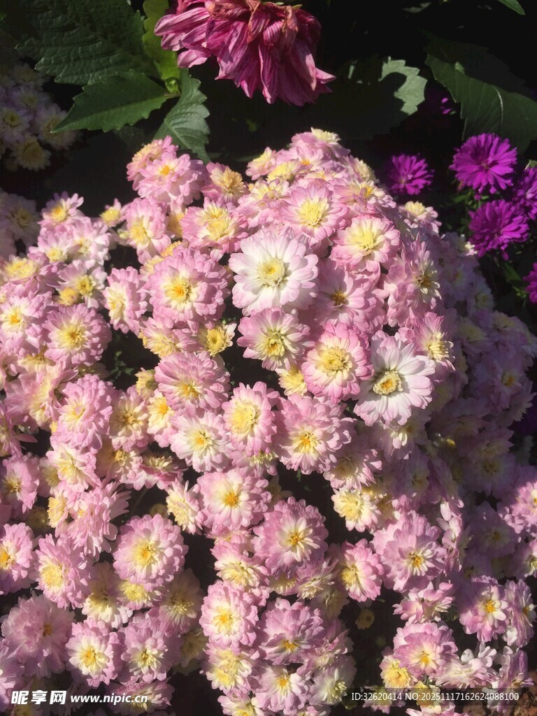 缤纷多彩的美丽花卉