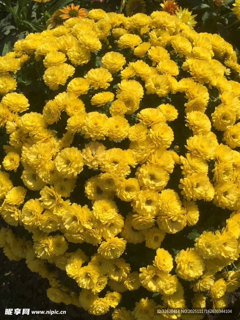 黄色菊花绽放