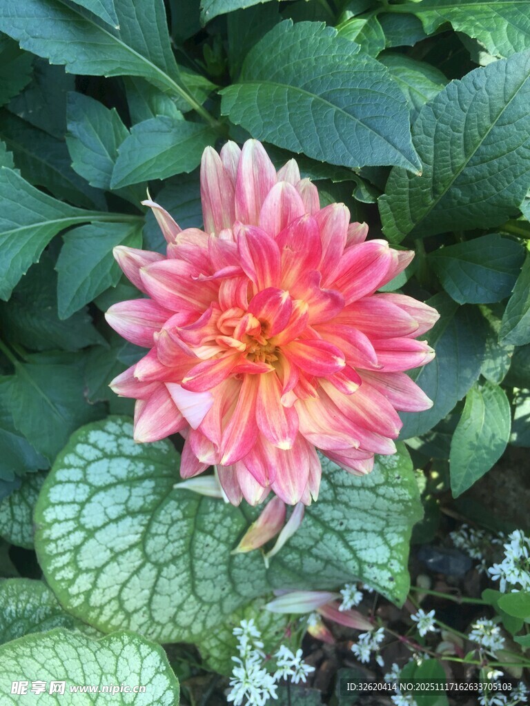 娇艳大丽花绽放绿叶间
