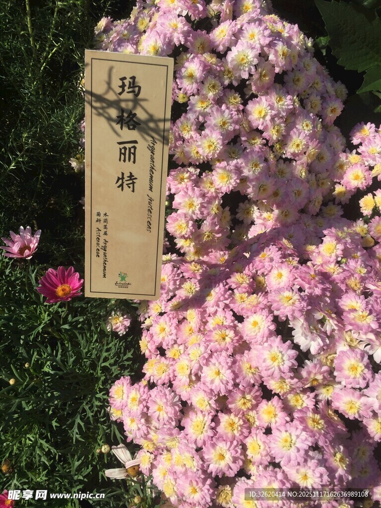 粉色雏菊