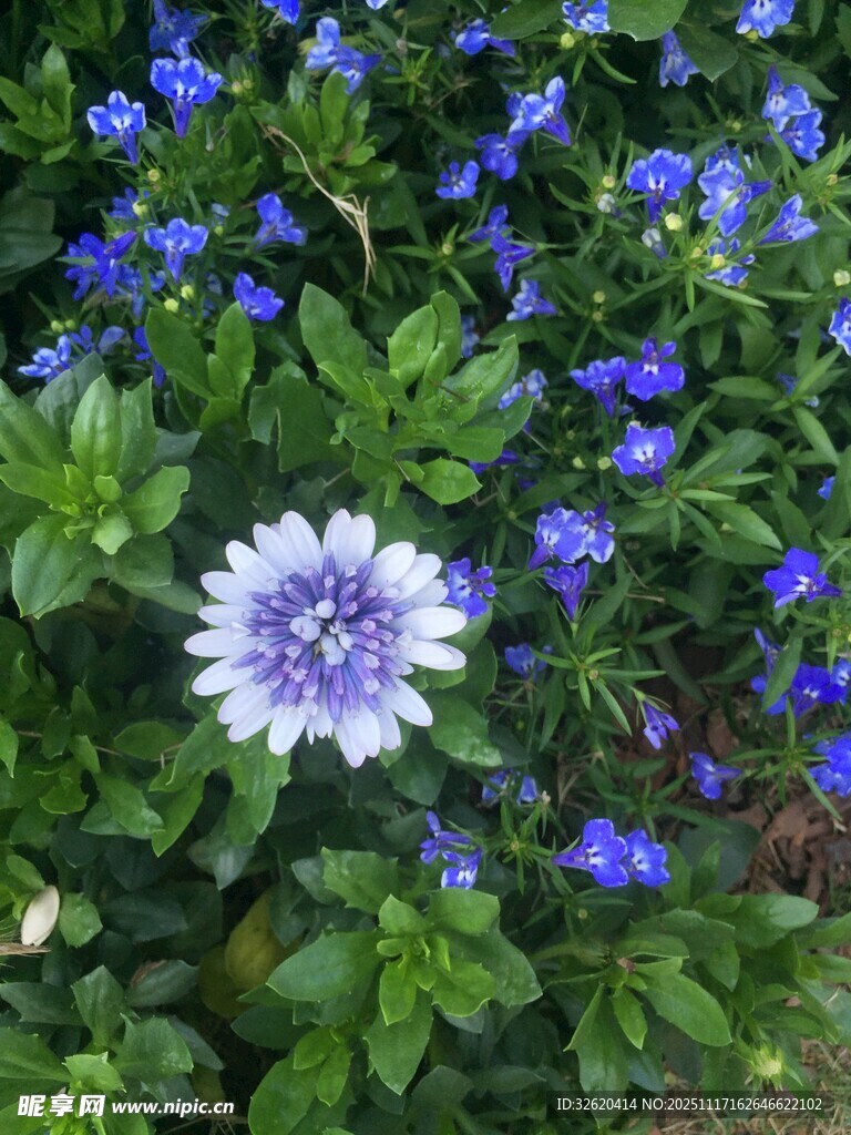 蓝白花朵绽放绿意间