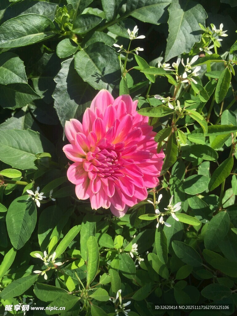 娇艳粉色花朵绽放绿叶间