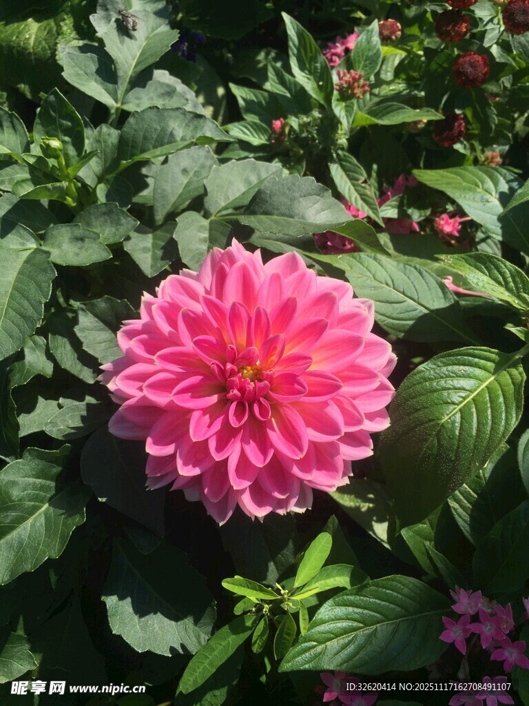 娇艳大丽花绽放绿叶间