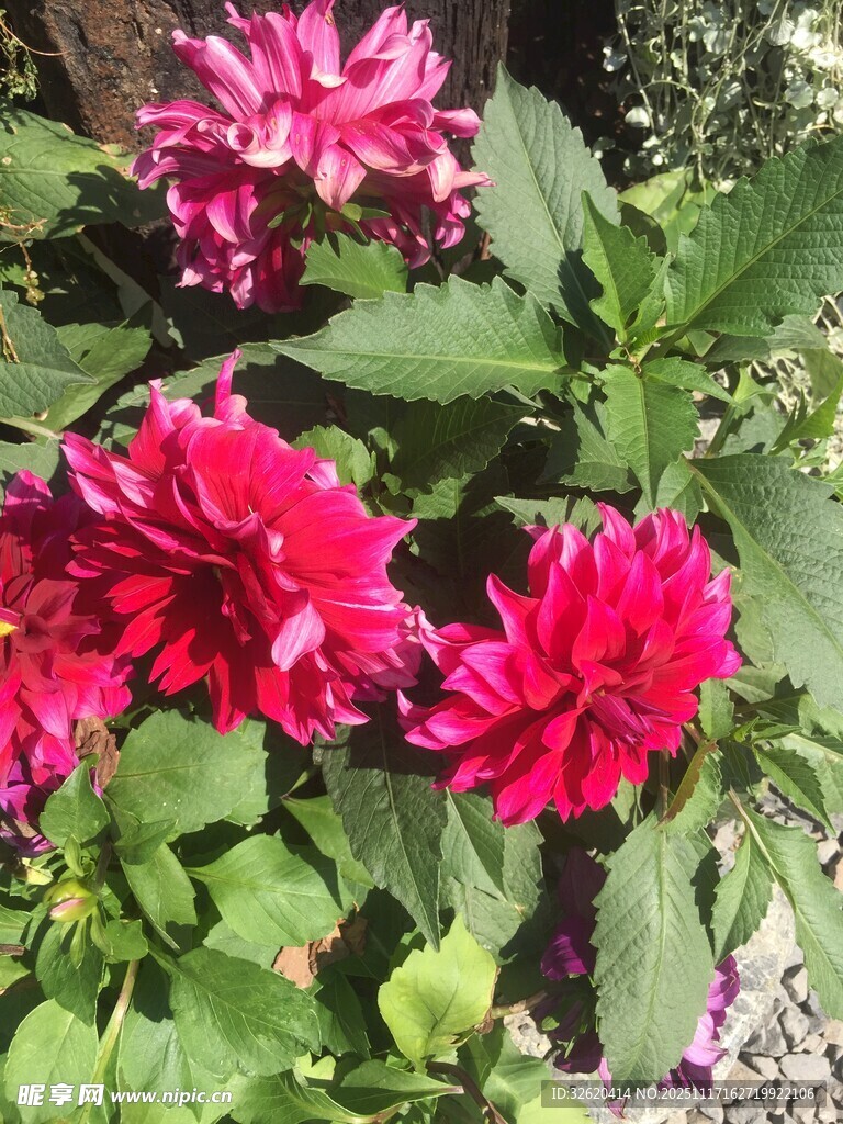 艳丽大丽花