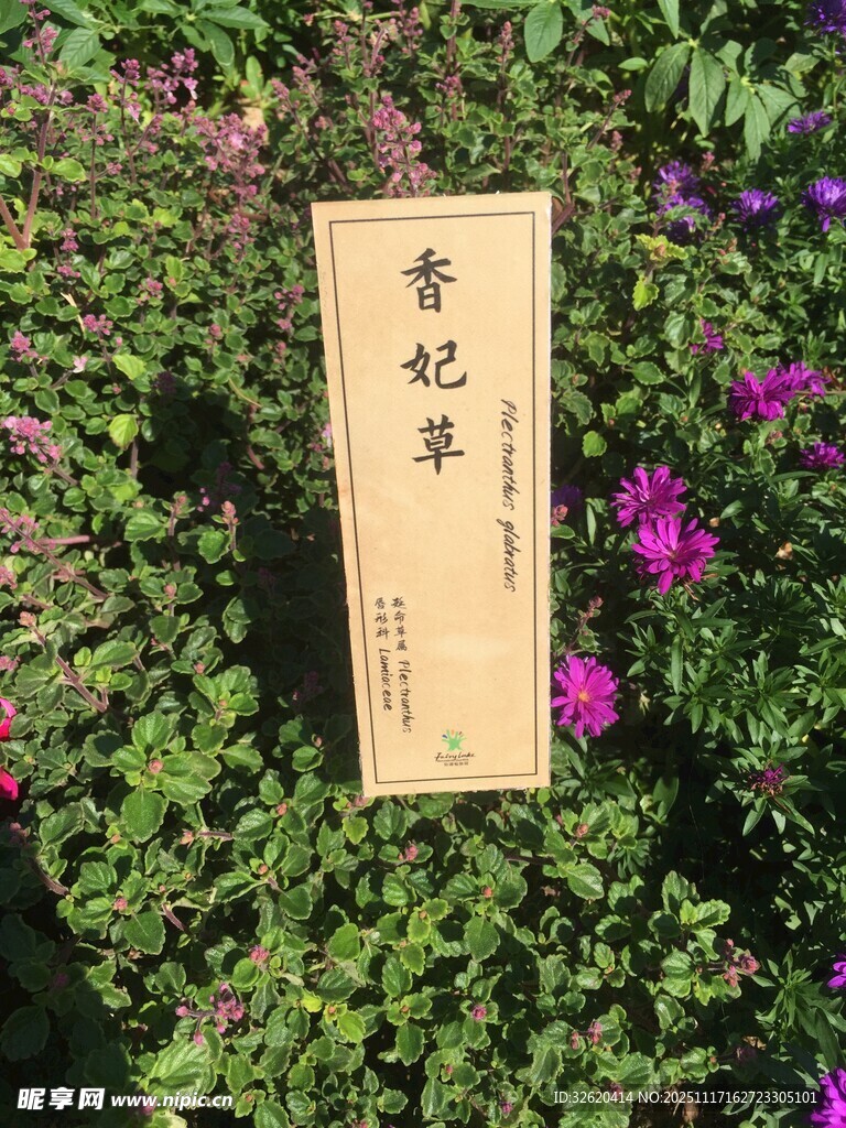 香妃草