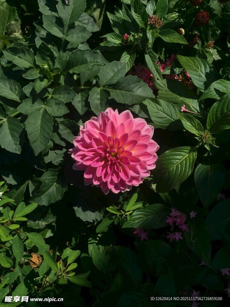 大丽花
