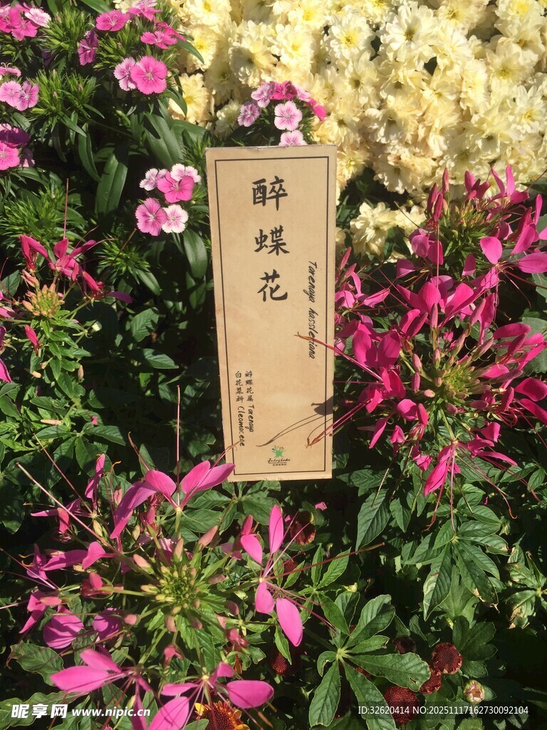 醉蝶花