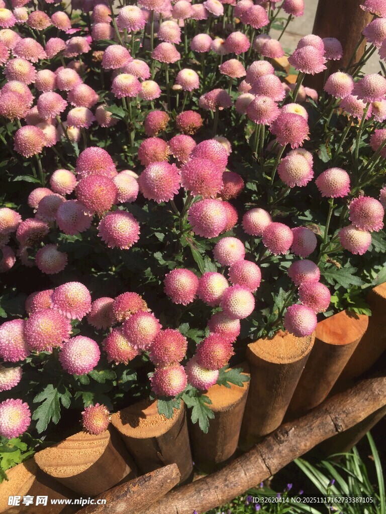 粉色盆栽花卉