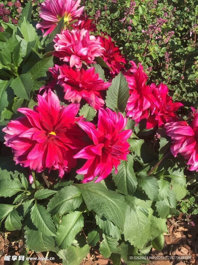 艳丽大丽花绽放