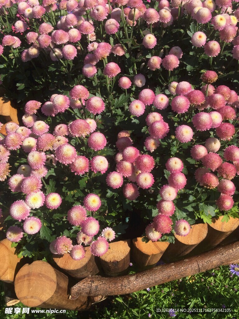 缤纷菊花