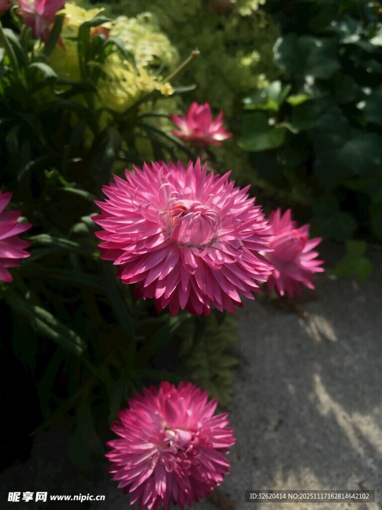 娇艳绽放的紫红色菊花