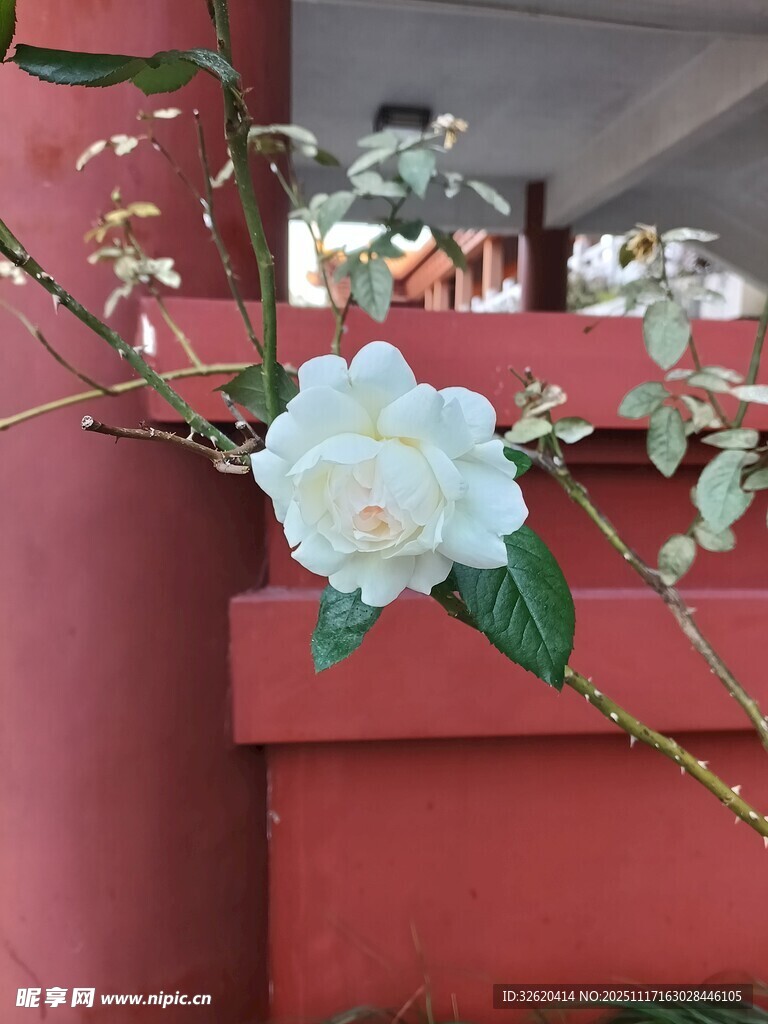 洁白山茶花