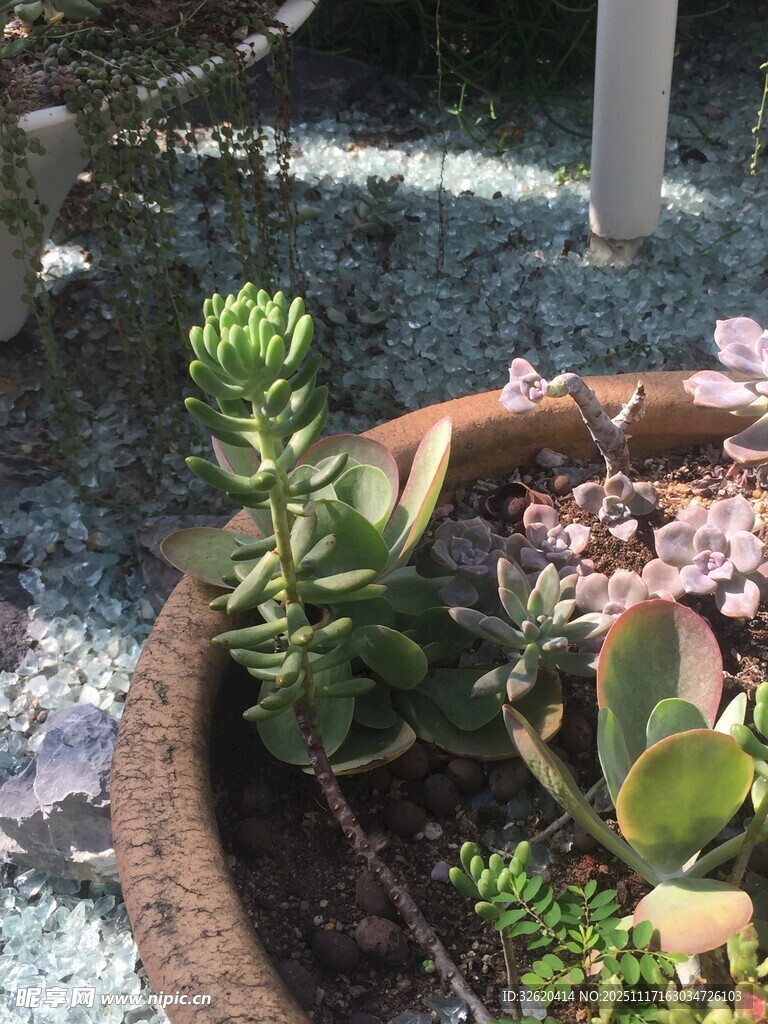 多肉植物