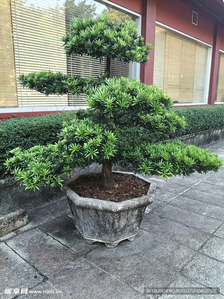 古朴盆景置于庭院之中