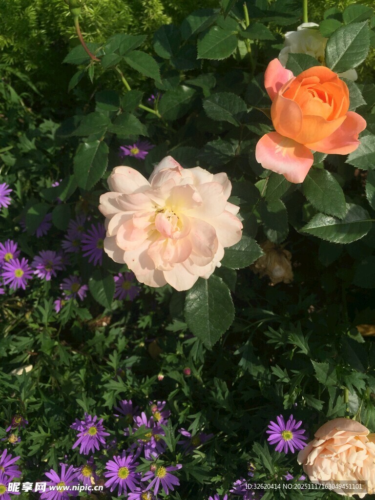 多彩花卉绽放美丽瞬间