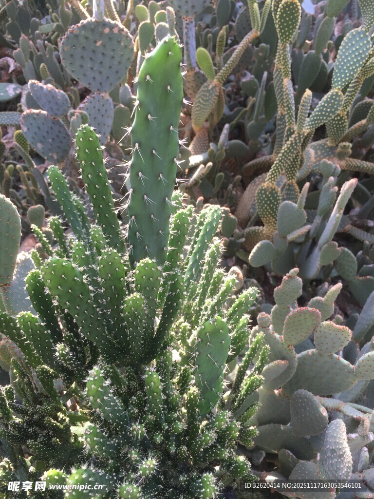 翠绿仙人掌植物