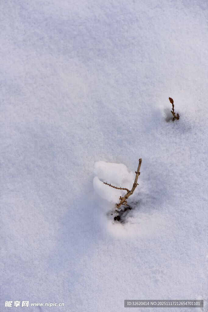 雪地里的顽强小草