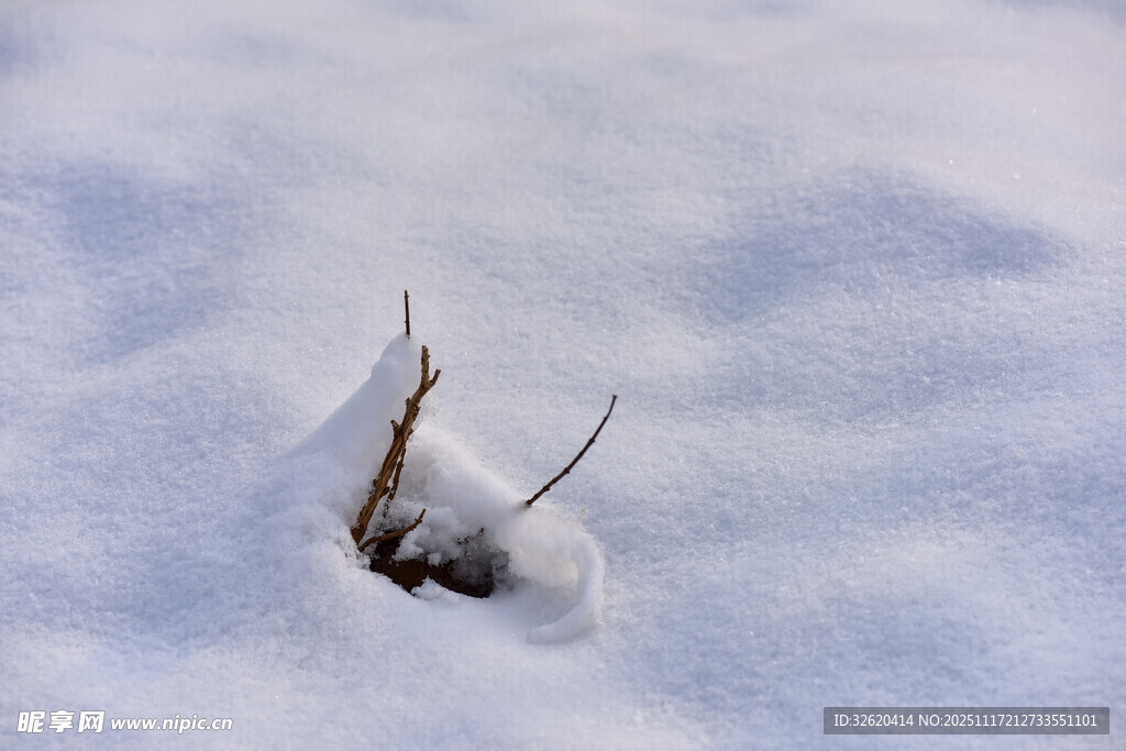 雪中小草露头