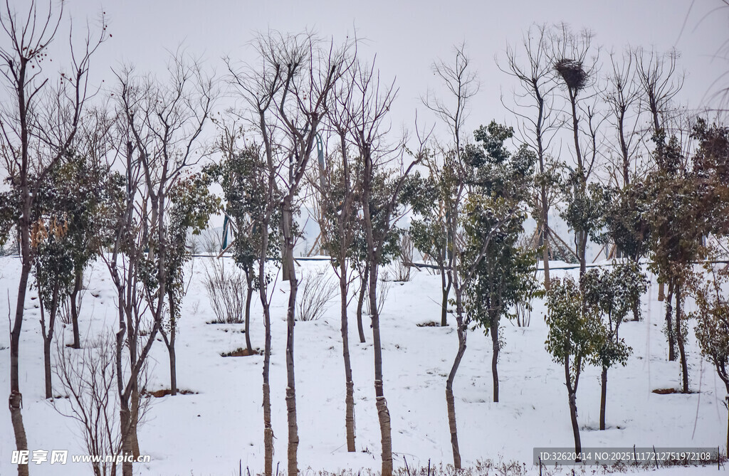 雪覆树林