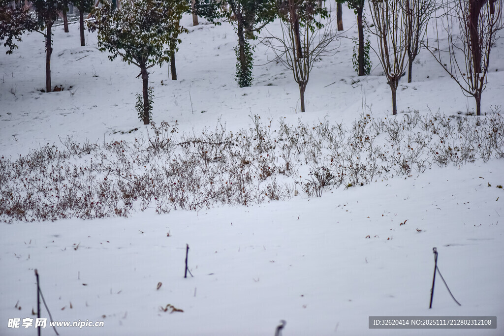 冬日雪覆树林田园景致