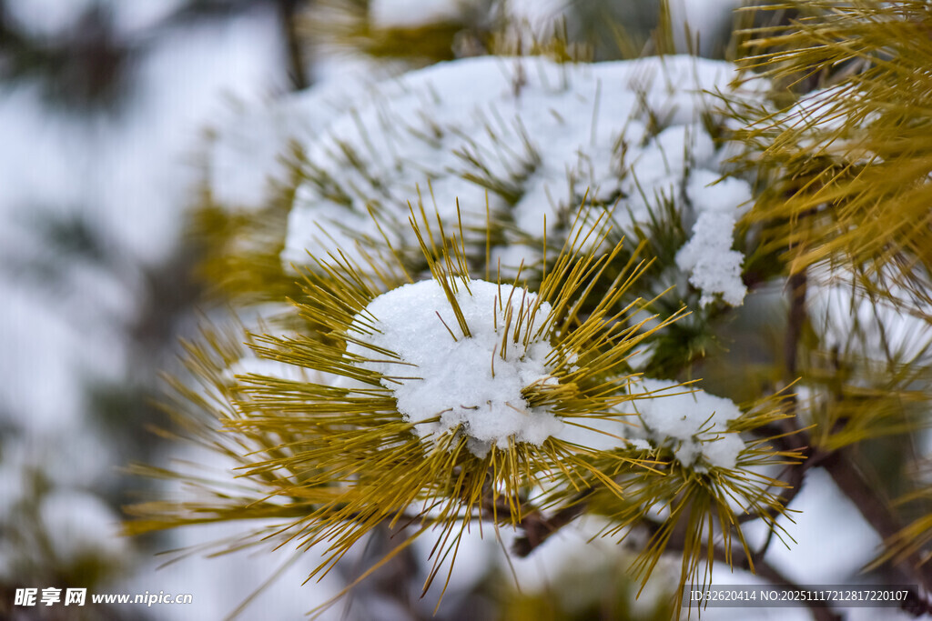 雪覆松枝的冬日景致