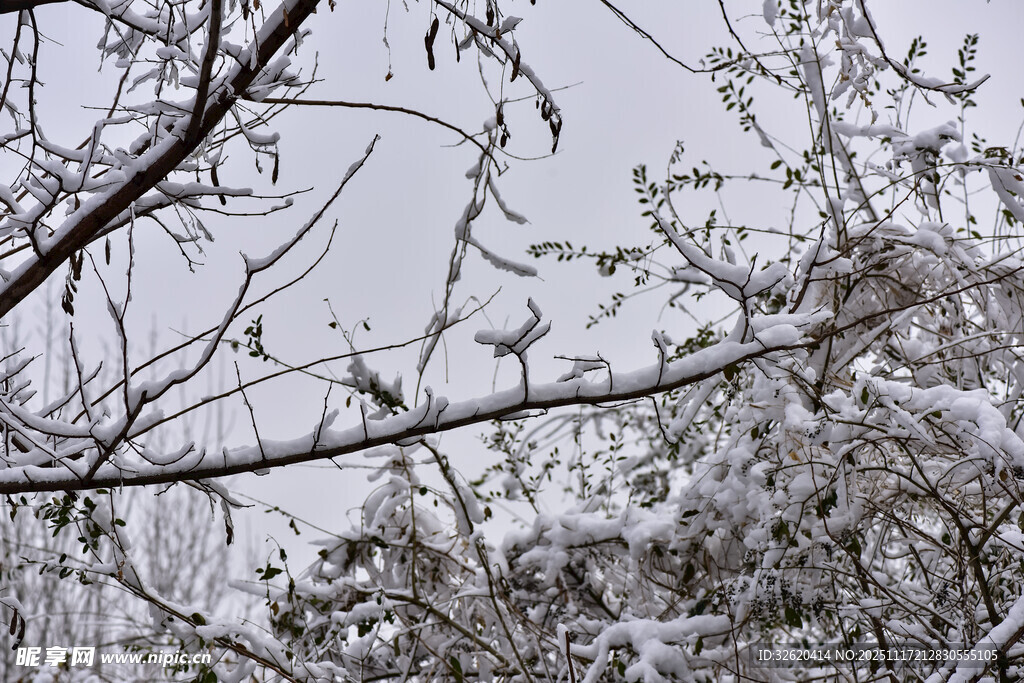 雪覆树枝的冬日景致