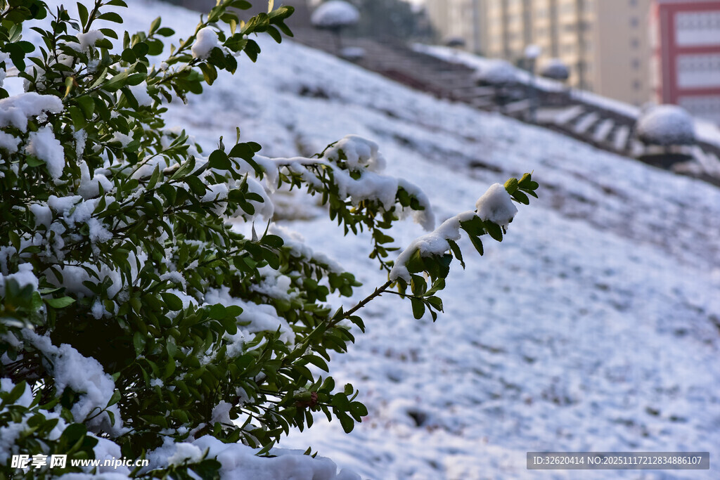 雪覆绿植的冬日景致
