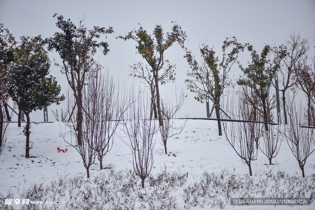 雪覆树木