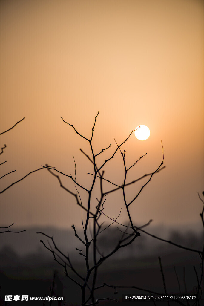 夕阳下的枯树枝景