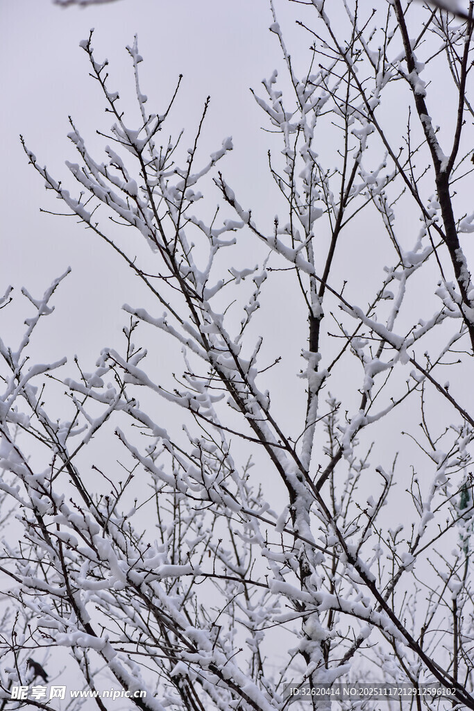 枝头覆雪
