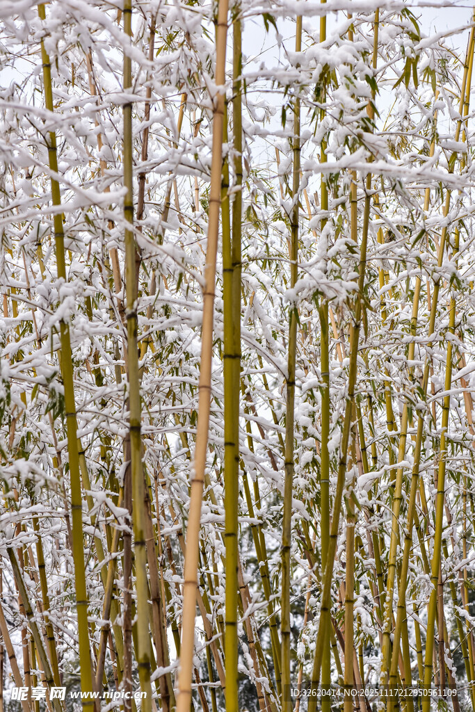 雪覆竹林美景
