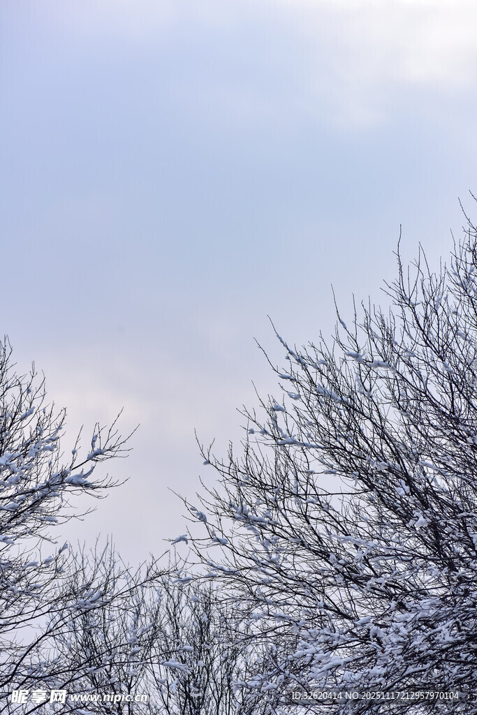 雪覆树枝的冬日景致