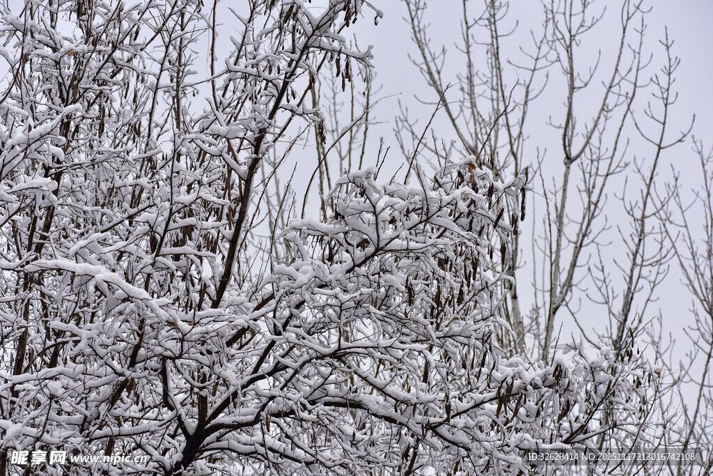 雪覆树枝的冬日景象
