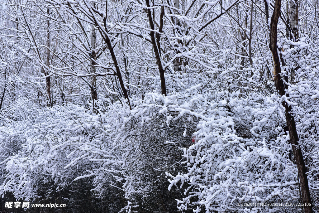 雪覆树林