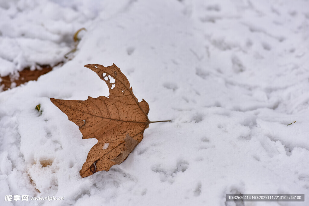 雪地上的枯黄落叶