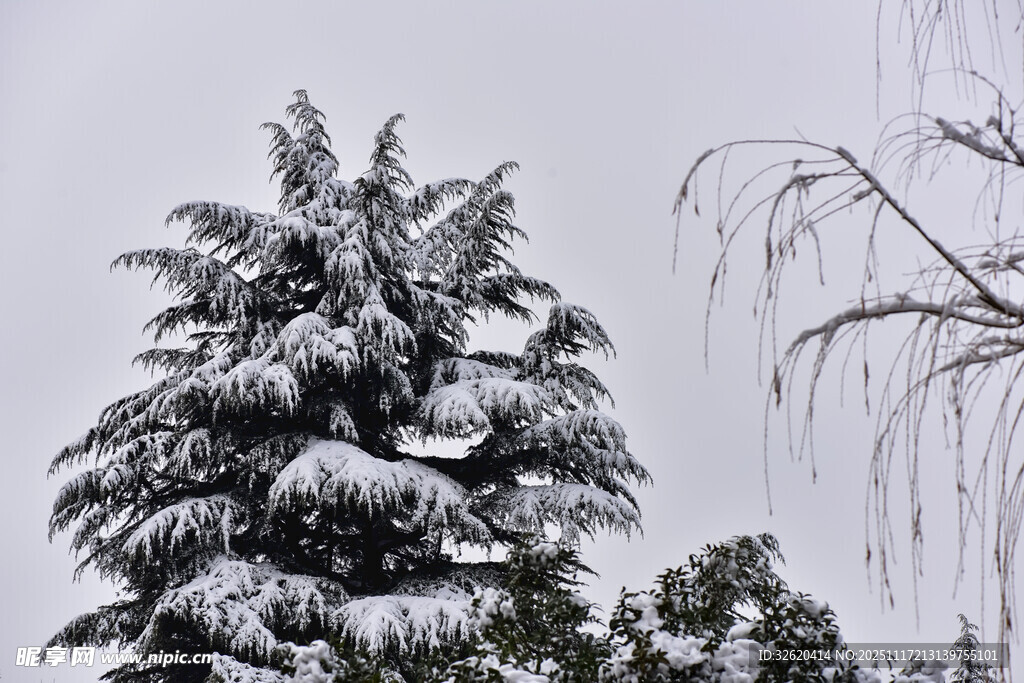 雪覆松树美景