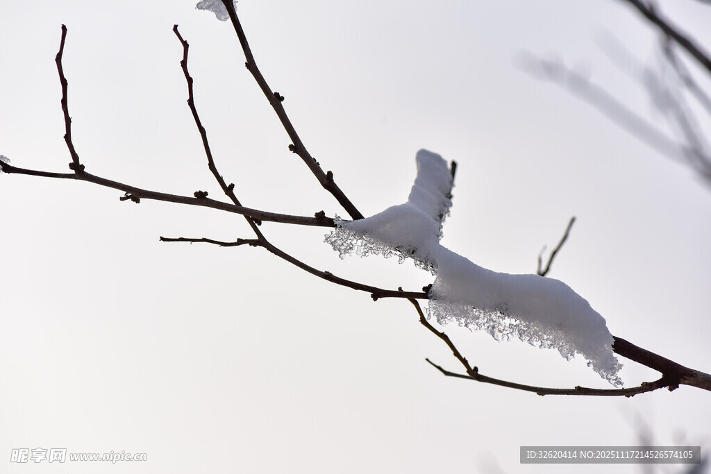 枝头残雪