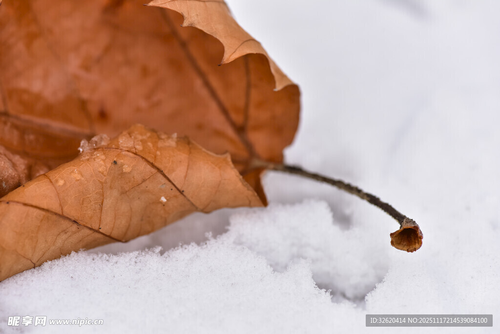 雪上枯叶