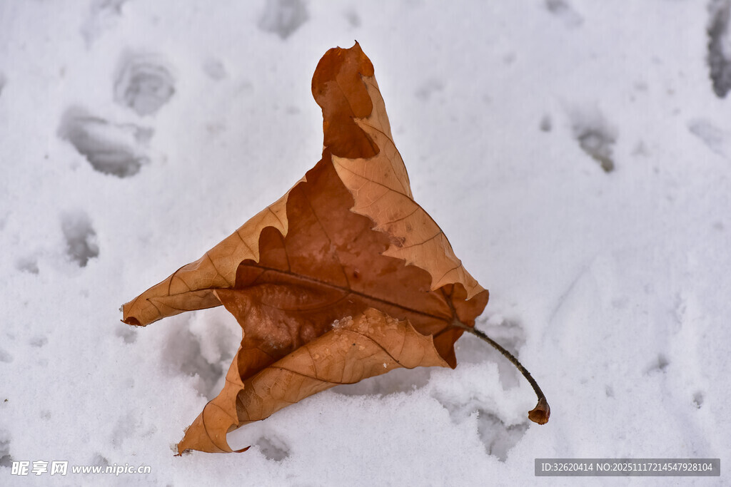 雪地上的枯黄落叶