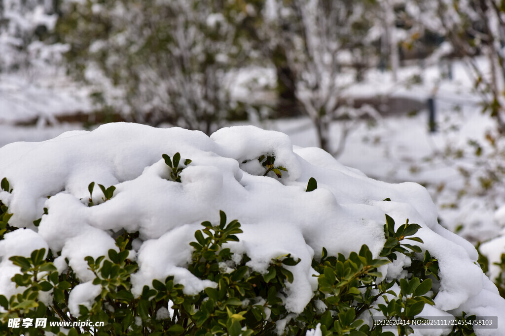 雪覆绿植的冬日景致